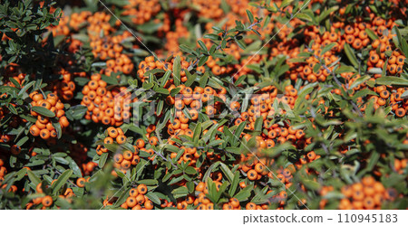 Wild shrub with yellow berries Wild shrub with yellow berries 110945183