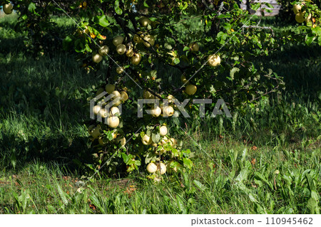 Apple harvest. 110945462