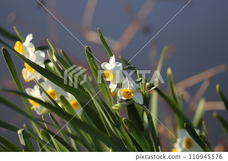 White daffodil flowers blooming in the winter field 110945576