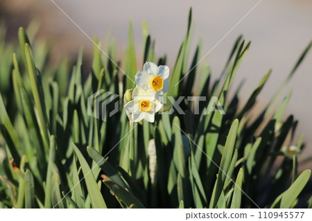 White daffodil flowers blooming in the winter field 110945577