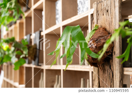 staghorn fern fern plant foliage plant platycerium staghorn fern ビカクシダ 110945595