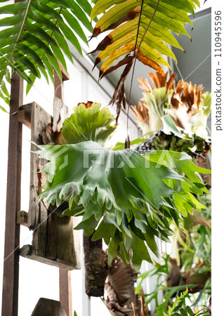 staghorn fern fern plant foliage plant platycerium staghorn fern ビカクシダ staghorn fern fern plant foliage plant platycerium staghorn fern ビカクシダ 110945596