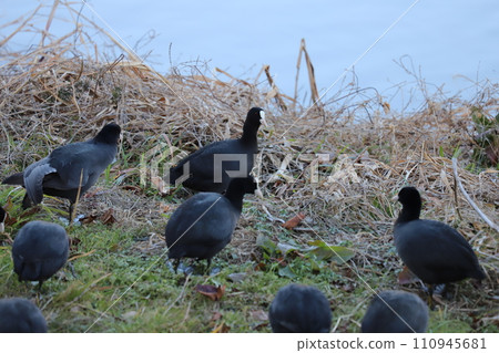 A flock of coots resting on a riverbed in winter 110945681