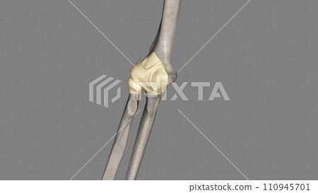 Joint capsule of the elbow joint Joint capsule of the elbow joint 110945701