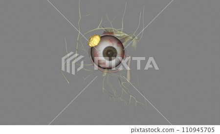 The lacrimal gland is a bilobed, tear-shaped gland with the primary function of secreting the aqueous portion 110945705