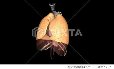 The function of the lung is to get oxygen from the air to the blood, performed by the alveoli 110945706