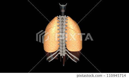 The function of the lung is to get oxygen from the air to the blood, performed by the alveoli 110945714