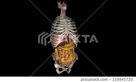 The esophagus is the hollow, muscular tube that passes food and liquid from your throat to your stomach 110945720