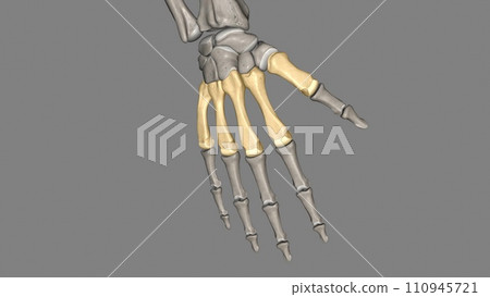 The metacarpals are long, thin bones that are located between the carpal bones in the wrist and the phalanges in the digits The metacarpals are long, thin bones that are located between the carpal bones in the wrist and the phalanges in the digits 110945721
