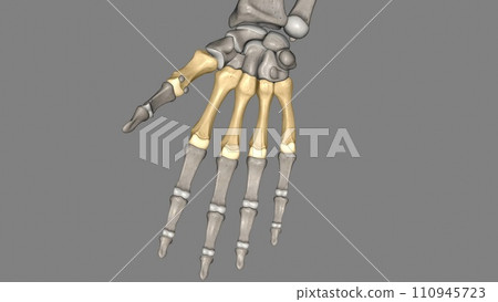 The metacarpals are long, thin bones that are located between the carpal bones in the wrist and the phalanges in the digits The metacarpals are long, thin bones that are located between the carpal bones in the wrist and the phalanges in the digits 110945723