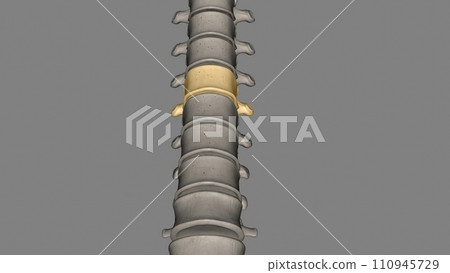 Thoracic Vertebral, T9 Thoracic Vertebral, T9 110945729