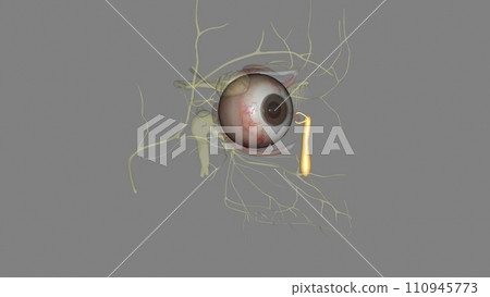 The lacrimal sac or lachrymal sac is the upper dilated end of the nasolacrimal duct The lacrimal sac or lachrymal sac is the upper dilated end of the nasolacrimal duct 110945773