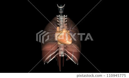 The heart is a muscular organ in most animals. This organ pumps blood through the blood vessels of the circulatory system The heart is a muscular organ in most animals. This organ pumps blood through the blood vessels of the circulatory system 110945775
