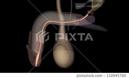 The spongy urethra is the longest part of the male urethra, and is contained in the corpus spongiosum of the penis. Spongy urethra 110945780