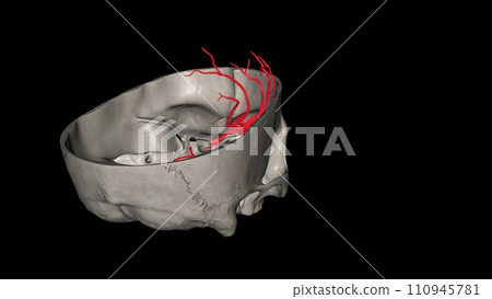 The middle cerebral artery (MCA) is a critical artery which has an extensive clinical significance 110945781