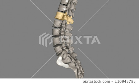 The lumbar vertebrae are, in human anatomy, the five vertebrae between the rib cage and the pelvis The lumbar vertebrae are, in human anatomy, the five vertebrae between the rib cage and the pelvis 110945783