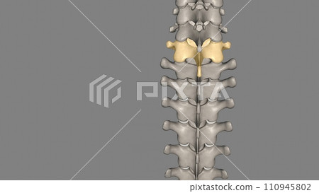 The 7th cervical (C7) vertebra is the largest and most inferior vertebra in the neck region The 7th cervical (C7) vertebra is the largest and most inferior vertebra in the neck region 110945802
