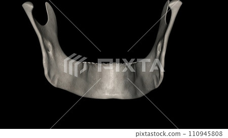 The mandible, located inferiorly in the facial skeleton, is the largest and strongest bone of the face The mandible, located inferiorly in the facial skeleton, is the largest and strongest bone of the face 110945808