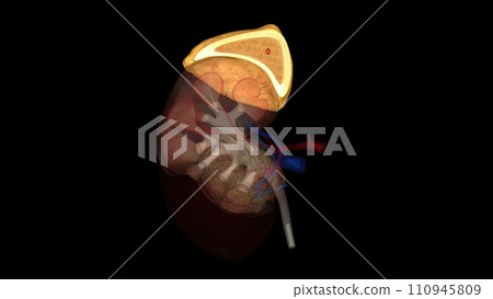 Suprarenal gland, Adrenal gland 110945809