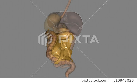 Mesentery,Transverse Mesocolon and Sigmoid Mesocolon 110945826