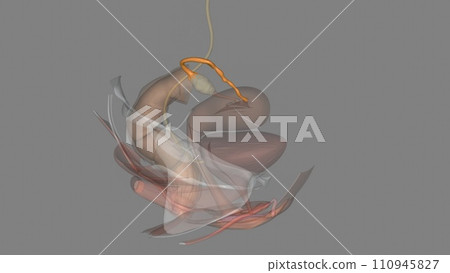 The uterine tubes, also known as oviducts or fallopian tubes, 110945827