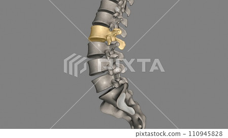 The L2 vertebra is located in the lower curvature of the spine, The L2 vertebra is located in the lower curvature of the spine, 110945828