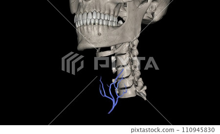 The inferior thyroid veins and their multiple tributaries are the ultimate guardians of the cervical trachea The inferior thyroid veins and their multiple tributaries are the ultimate guardians of the cervical trachea 110945830