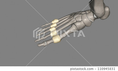 Metatarsophalangeal joint capsule Metatarsophalangeal joint capsule 110945831