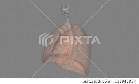 The respiratory system is the network of organs and tissues that help you breathe The respiratory system is the network of organs and tissues that help you breathe 110945837