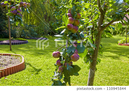 Branch of fruitful plum on a summer background Branch of fruitful plum on a summer background 110945844
