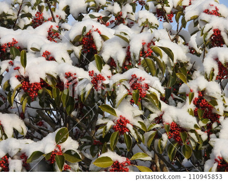 被雪覆蓋的「黑金餅」水果 110945853