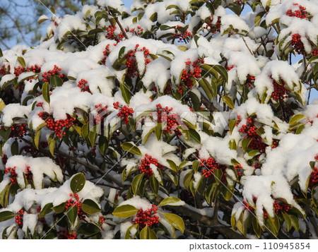 Snow-covered ``Kuroganemochi'' fruit Snow-covered ``Kuroganemochi'' fruit 110945854