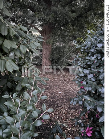Nature Nature 110946213