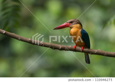 [Wild Birds of Singapore] Black-billed Scarlet 110946273