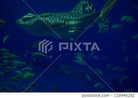 Sea creatures Sea creatures 110946282