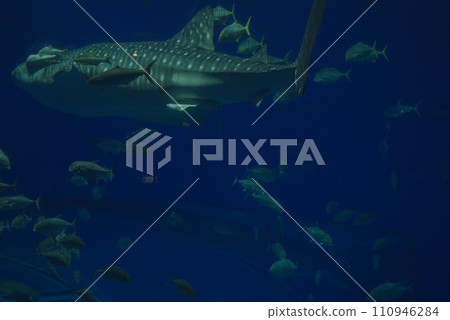 Sea creatures Sea creatures 110946284