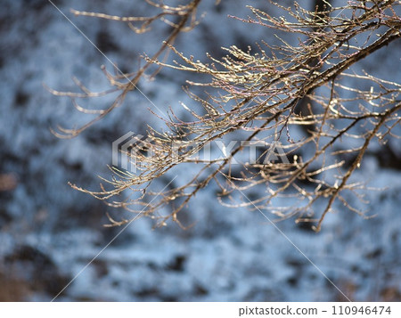 A sunny morning after snowfall 110946474