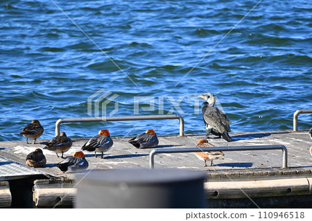 A flock of great cormorants and ducks on the pier 110946518