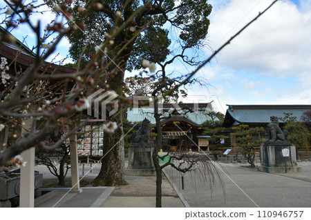 冬至梅和由紀神社 110946757