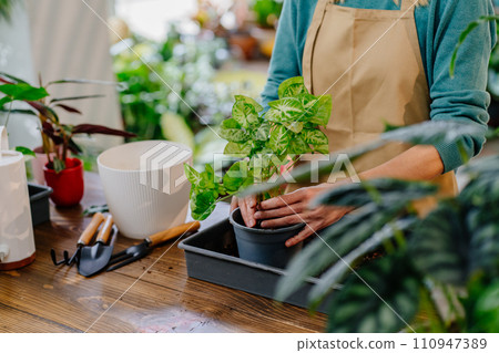Close-up front view of unrecognizable woman gardener wearing apron transplanting pot plants at flower shop. Professional gardener working picks up soil with shovel and pours it into pot. 110947389