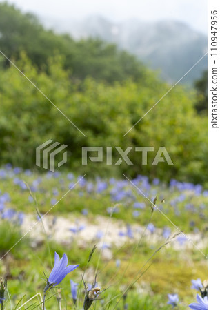 Mountain scenery where Iwagikyo blooms Mountain scenery where Iwagikyo blooms 110947956