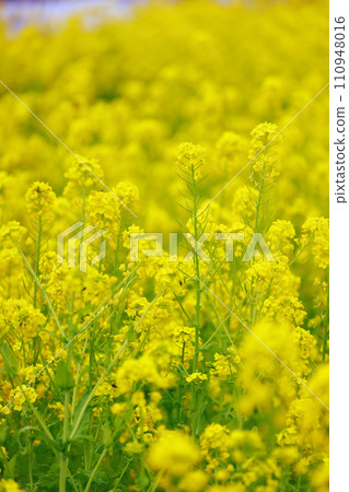 The arrival of spring Rape blossom field The arrival of spring Rape blossom field 110948016