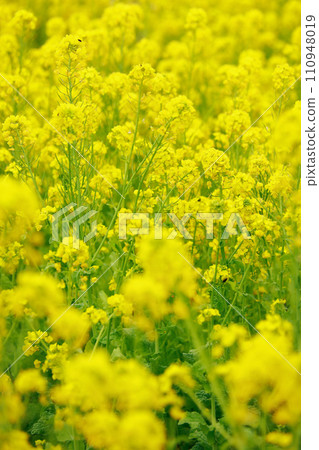 The arrival of spring Rape blossom field 110948019