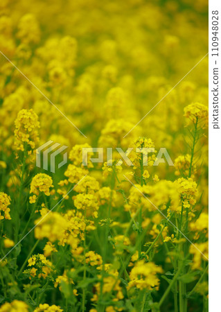 The arrival of spring Rape blossom field The arrival of spring Rape blossom field 110948028