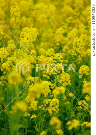 The arrival of spring Rape blossom field The arrival of spring Rape blossom field 110948029