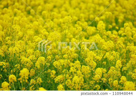 The arrival of spring Rape blossom field The arrival of spring Rape blossom field 110948044