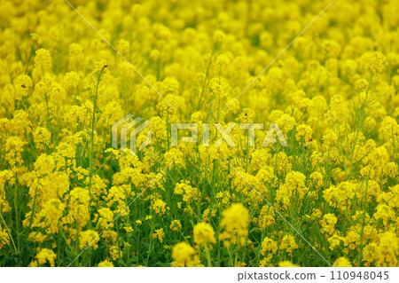 The arrival of spring Rape blossom field 110948045