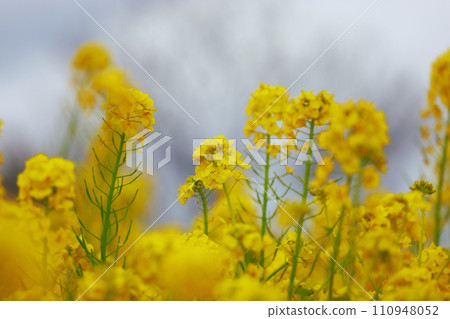 The arrival of spring Rape blossom field 110948052