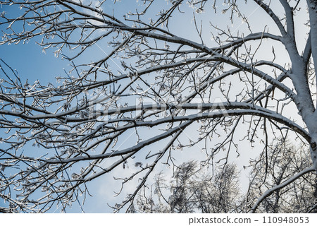 Tree branches shining with ice [Otari Village, Kitaazumi District] 110948053