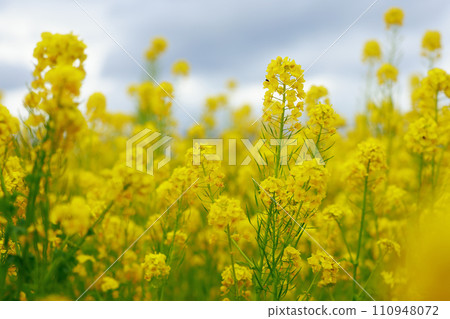 春天油菜花田的到來 春天油菜花田的到來 110948072